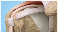 Shoulder Thumbnail