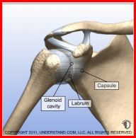 labrum