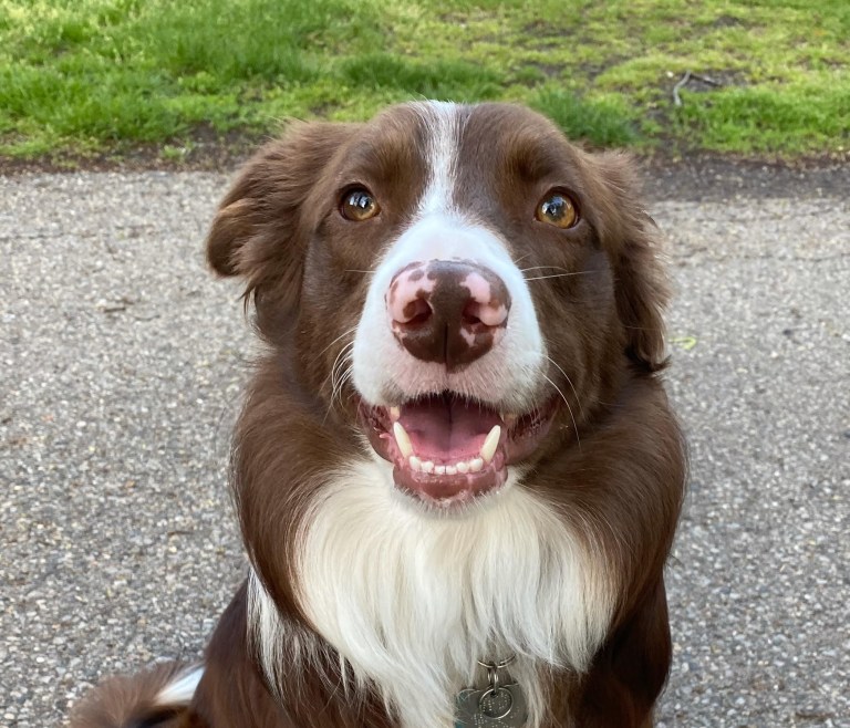 Why are Dog Owners Happier and Healthier?