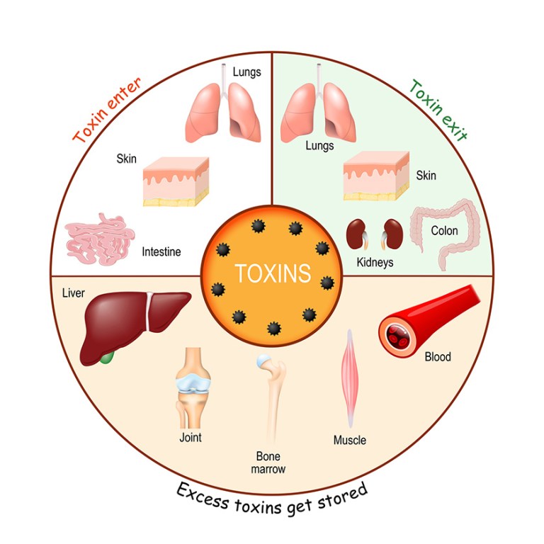 Debunking Detox: Is a Cleanse Really Necessary for Health?